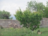 Վաճառվում է տնամերձ հողատարածք, պտղատու ծառերով, Պռոշյա